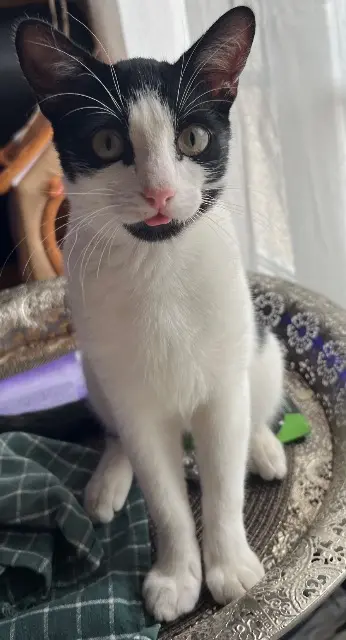 chat lost   14123 Ifs Oreo