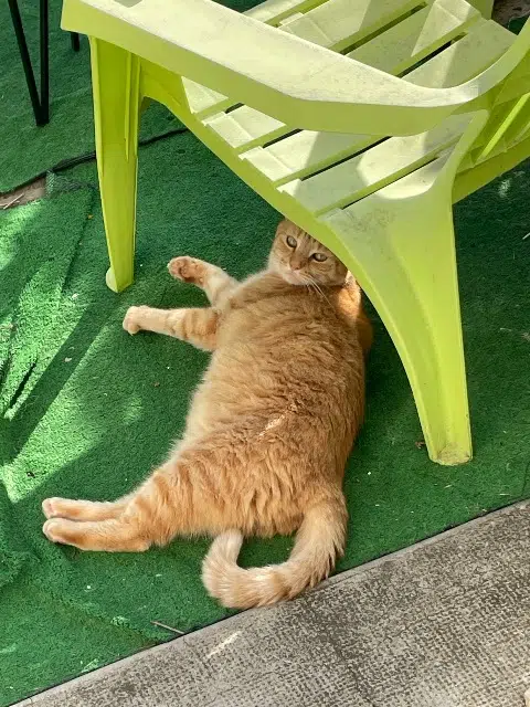 chat lost   14370 Argences Oscar