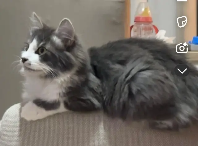 chat lost   14730 Giberville Oslo
