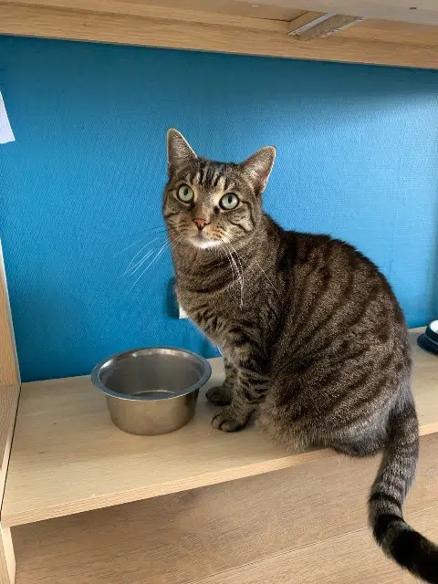 chat lost   14740 Rosel Oslo