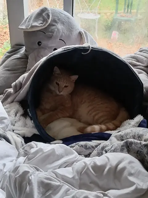 chat lost   14280 Saint-Contest Percy