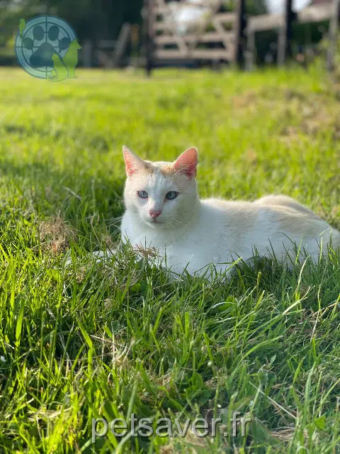 cat lost   14340 La Boissière Plou