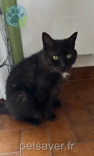 gatto lost   14970 Bénouville Plume