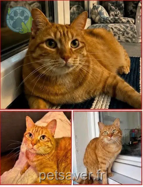 chat lost   14330 Le Breuil-en-Bessin Polochon