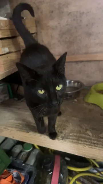 chat lost   14310 Villers-Bocage Pong ping