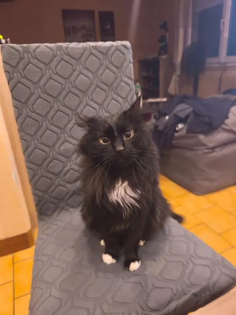 chat lost   14117 Tracy-sur-Mer Pooki