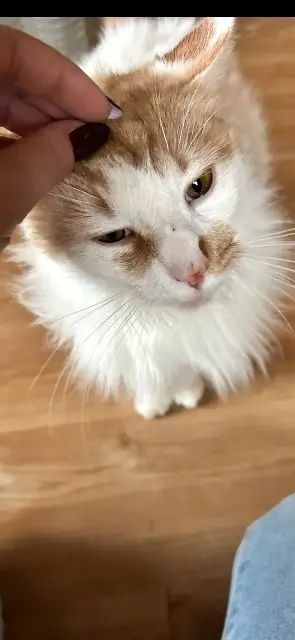 chat lost   14510  Pout pout