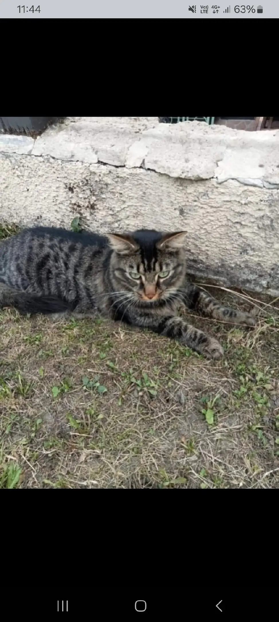 Chat Perdu 14 Calvados - Price Chat Perdu 14 Calvados - Price