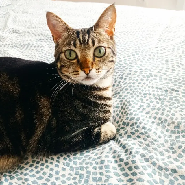 chat lost   14450 Grandcamp-Maisy Ptitminou