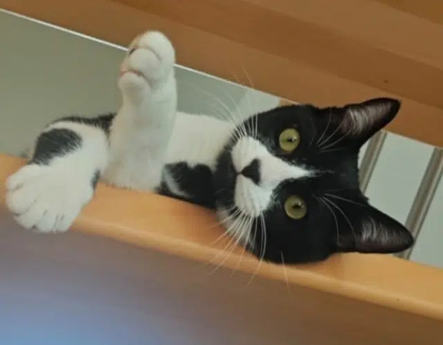 chat lost   14610 Cambes-en-Plaine Pépin