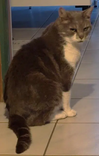 chat lost   14750 Saint-Aubin-sur-Mer Pépère