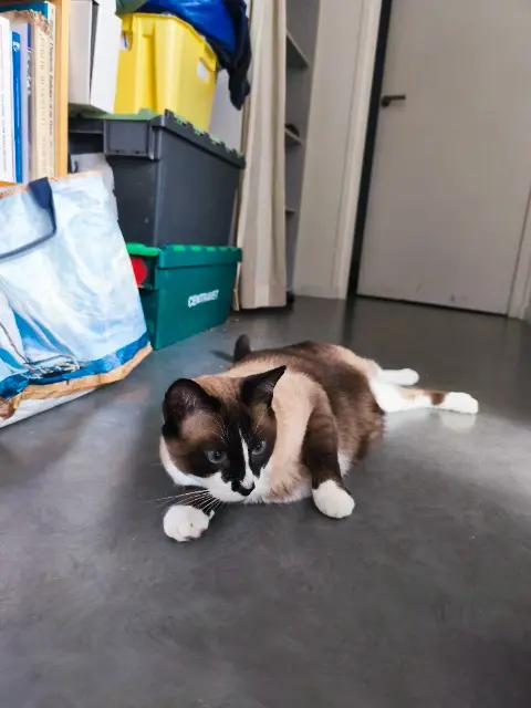 chat lost   14800 Bonneville-sur-Touques Raoul