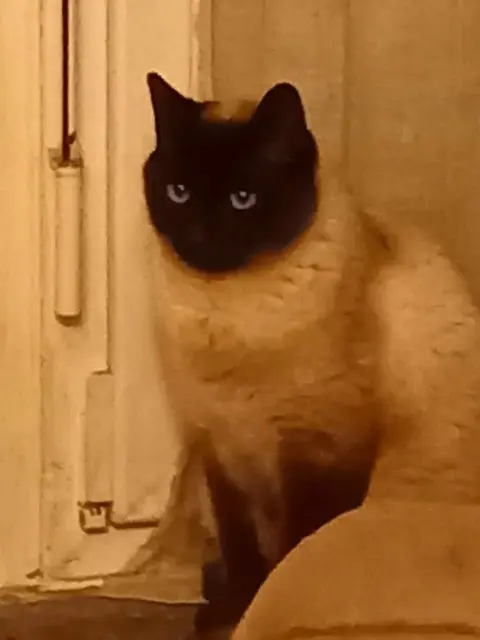 chat lost   14380 Landelles-et-Coupigny Reglise