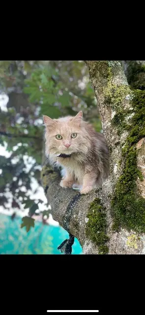 chat lost   14340 Cambremer Rio