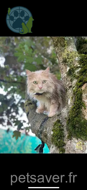gato perdido 14340 Cambremer Rio gato lost 14340 Cambremer Rio