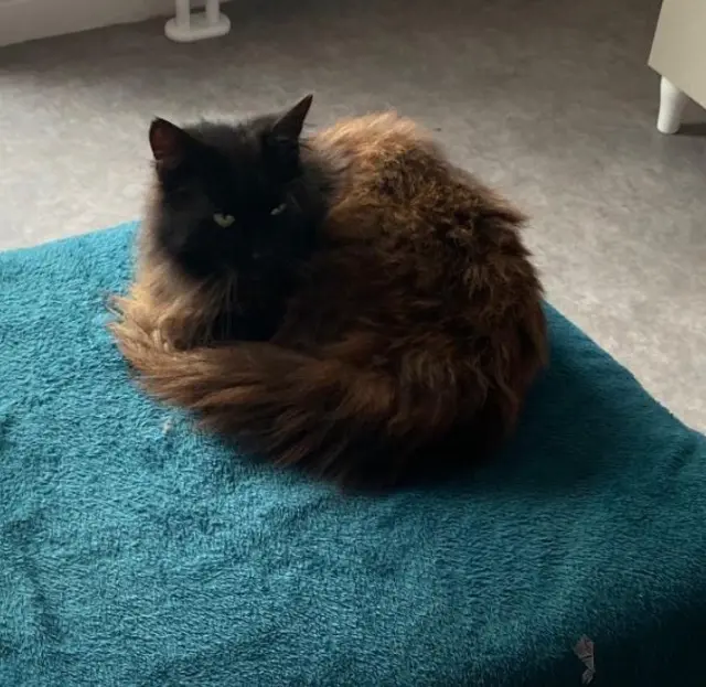 chat lost   14123 Fleury-sur-Orne Ruby
