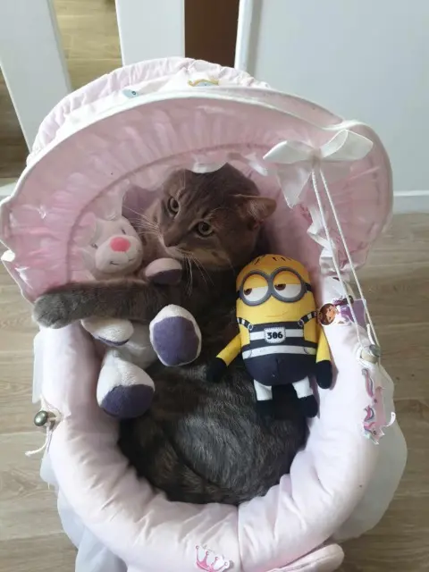 chat lost   14240 Caumont-sur-Aure Sacha