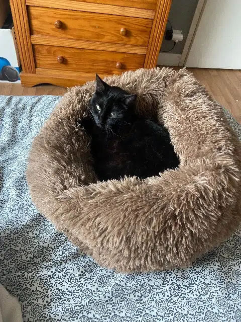 chat lost   14630 Frénouville Salem