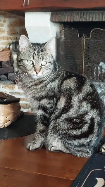 chat lost   14123 Cormelles-le-Royal Samy