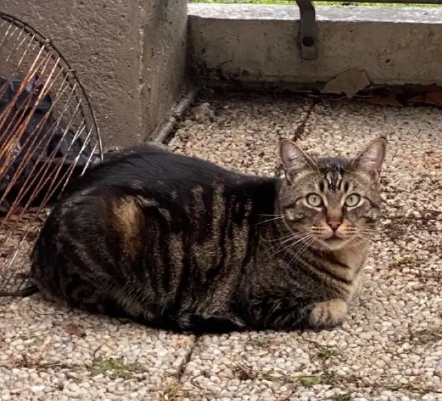gato perdido 14200 Hérouville-Saint-Clair Sayki gato lost 14200 Hérouville-Saint-Clair Sayki