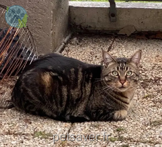 gato perdido 14200 Hérouville-Saint-Clair Sayki gato lost 14200 Hérouville-Saint-Clair Sayki