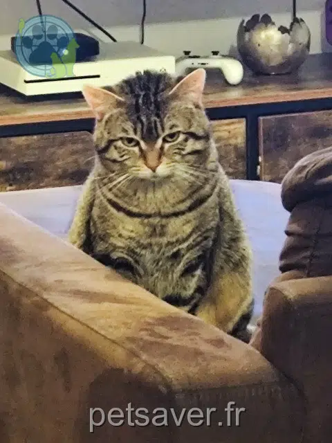 chat lost   14190 Ouilly-le-Tesson Simba