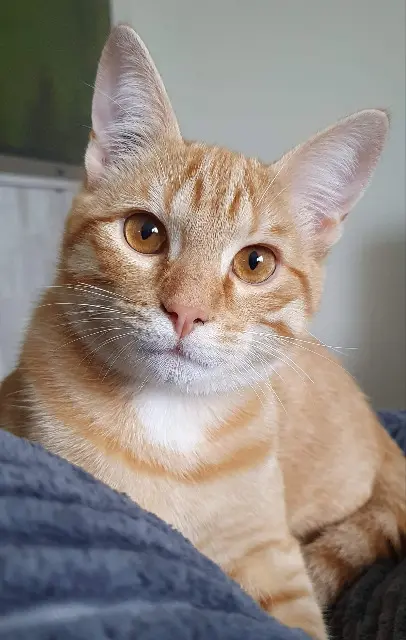 chat lost   14730 Giberville Simba