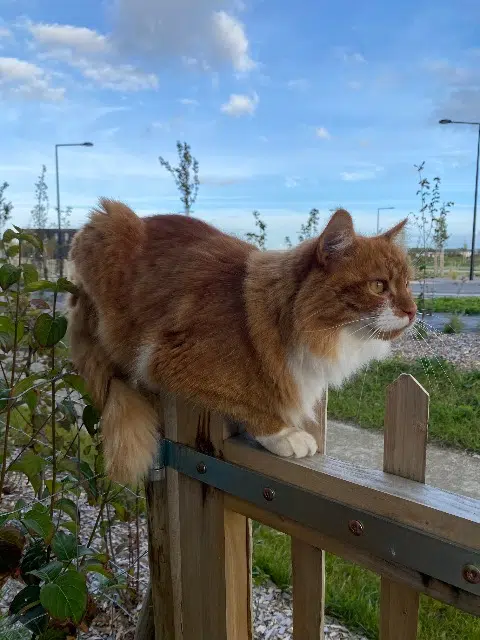 chat lost   14610 Épron Simba