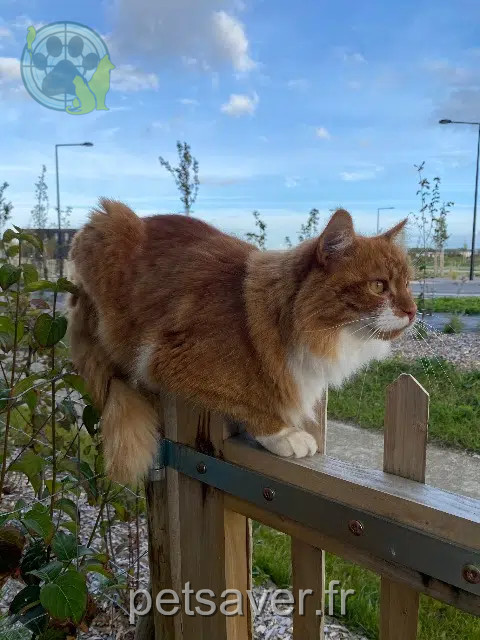 gatto perso 14610 Épron Simba gatto lost 14610 Épron Simba
