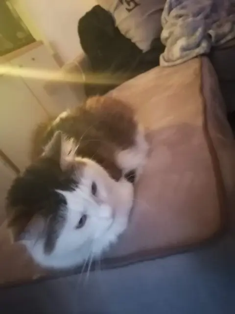 chat lost   14860 Bavent Smarties