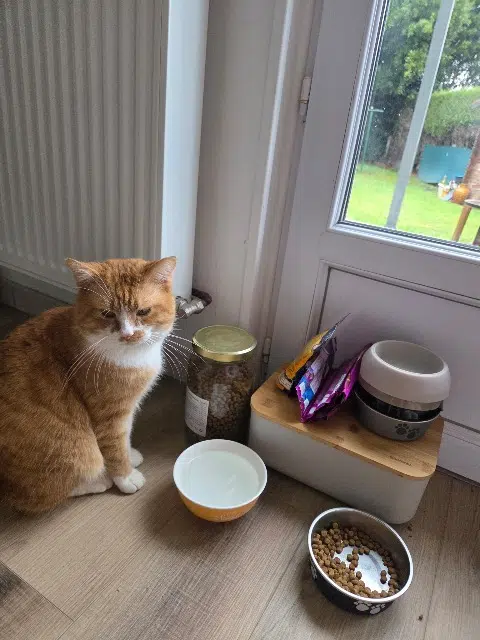 chat lost   14550 Blainville-sur-Orne Smith