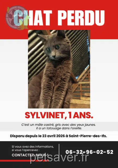 chat lost   14100 Saint-Pierre-des-Ifs Sylvinet