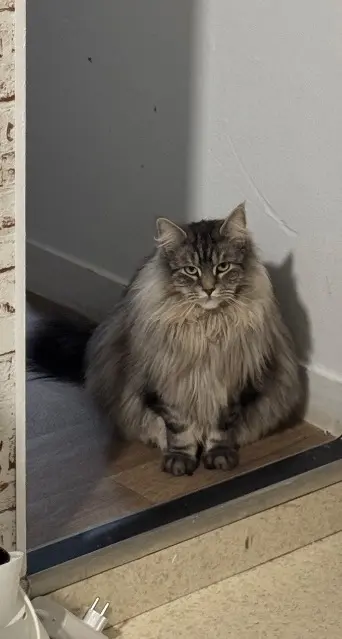 chat lost   14740 Thue et Mue Glue