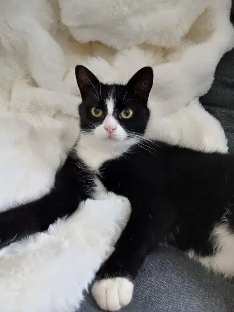 chat lost   14220 Thury-Harcourt-le-Hom Rodin