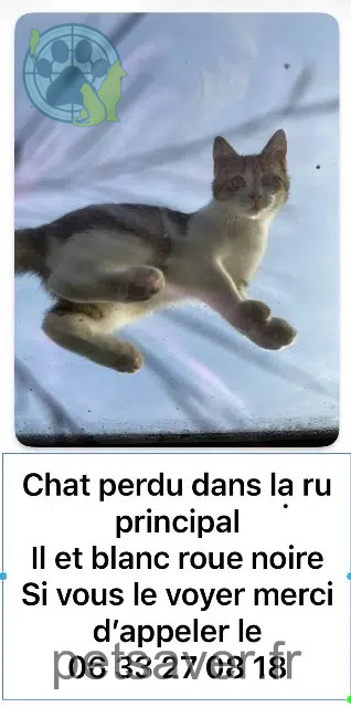 chat lost   14220 Thury-Harcourt-le-Hom Zeus