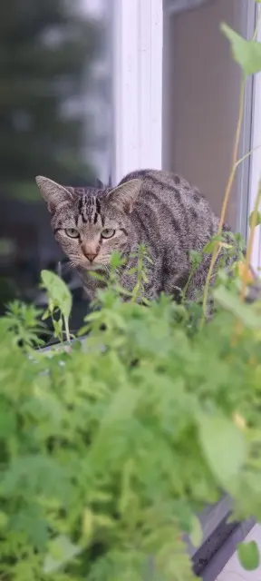 chat lost   14160 Dives-sur-Mer Ti Minou