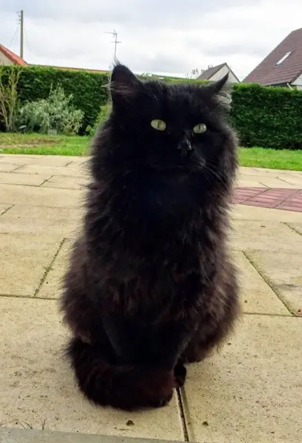 chat lost   14780 Lion-sur-Mer Tibou