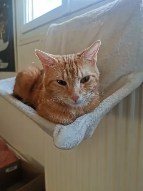 chat lost   14120 Mondeville Tommy