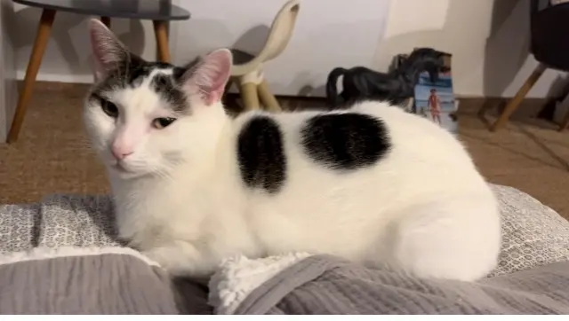 chat lost   14360 Trouville-sur-Mer Dobby