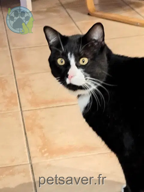 chat lost   14190 Saint-Sylvain Uno