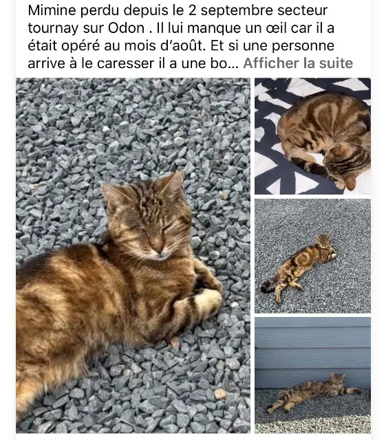 chat lost    Val d'Arry Mimine