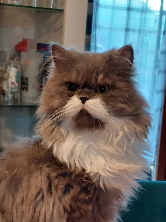 Chat Perdu 14 Calvados Vire Normandie Chat Perdu 14 Calvados Vire Normandie