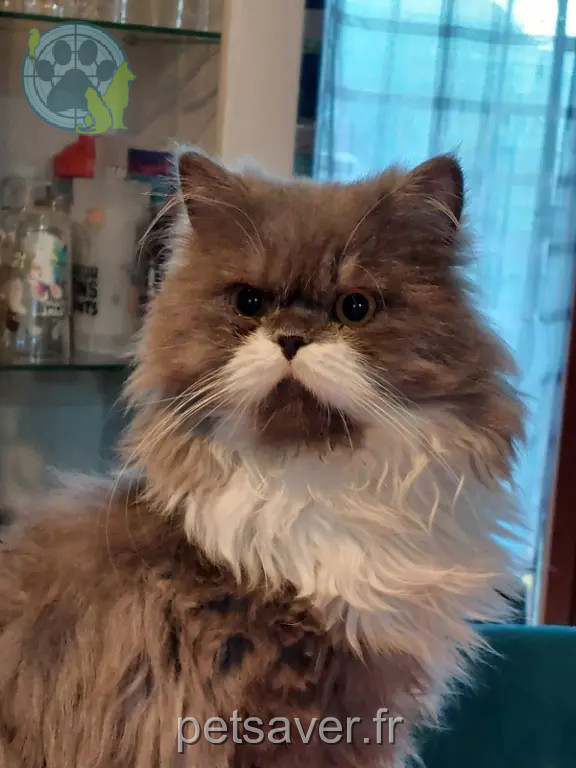 Chat Perdu 14 Calvados Vire Normandie Chat Perdu 14 Calvados Vire Normandie