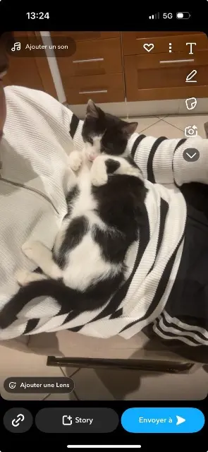 cat lost   14100 Glos Volt