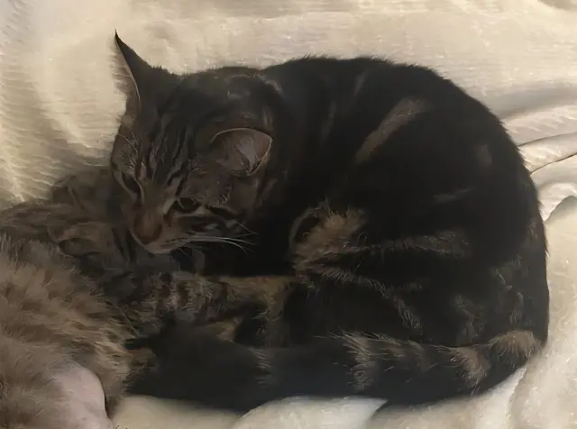 chat lost   14123 Cormelles-le-Royal Wiky