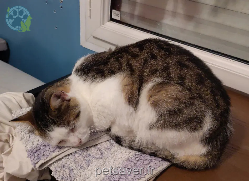 Chat Perdu 14 Calvados Chat Perdu 14 Calvados