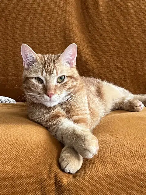 chat lost   15140 Saint-Martin-Valmeroux Achille