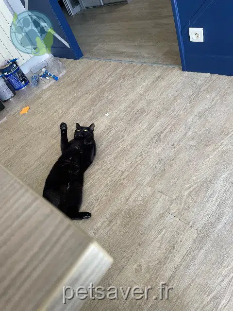 chat lost   15250 Saint-Paul-des-Landes Baguerra