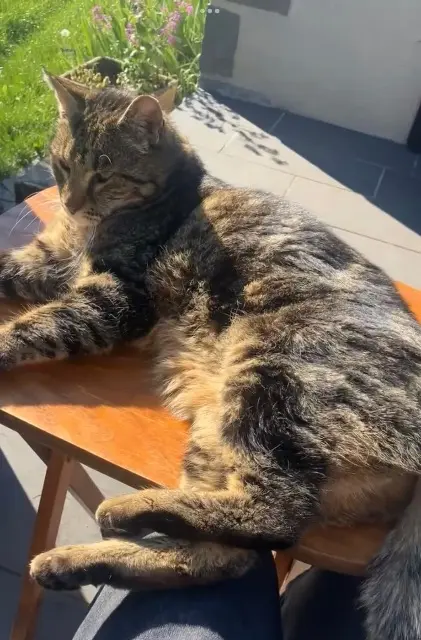 chat lost   15000 Aurillac Bengale