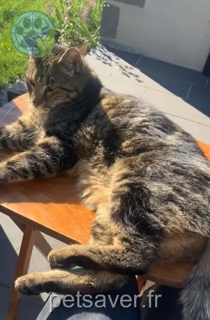 gato perdido 15000 Aurillac Bengale gato lost 15000 Aurillac Bengale